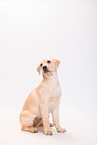 Labrador Retriever, puppy, 13 weeks, sitting portrait.