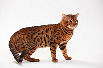 Bengal cat, tomcat, standing portrait.