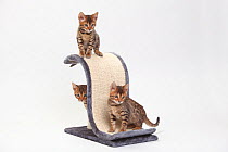 Bengal Cats, kittens, 8 weeks, playing together on scratching post.