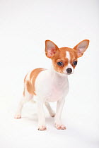 Chihuahua, puppy, smooth haired, 3 1/2 months, standing portrait.