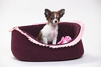 Chihuahua, puppy, long haired, 3 1/2 months, sitting in basket.