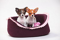 Chihuahua, puppies, smooth haired on right and long haired, 3 1/2 months, sitting in basket
