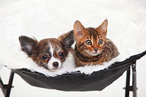Chihuahua, puppy, long haired, 3 1/2 months and Bengal cat, kitten, 8 weeks, lying together on a blanket covered chair.