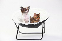 Chihuahua, puppy, long haired, 3 1/2 months and Bengal cat, kitten, 8 weeks, sitting together on a blanket covered chair.