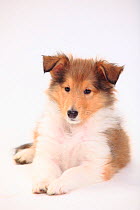 Rough Collie, puppy, sable-white, 8 weeks, lying down portrait.