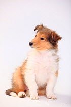 Rough Collie, puppy, sable-white, 8 weeks, sitting looking to the side