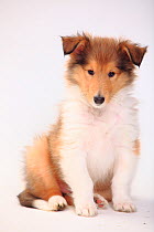 Rough Collie, puppy, sable-white, 8 weeks, sitting portrait.