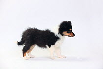 Rough Collie, puppy, tricolour, 8 weeks, standing profile.