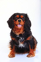 Cavalier King Charles Spaniel, black-and-tan, sitting portrait with tongue out.