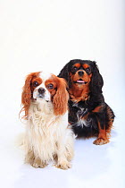 Cavalier King Charles Spaniel, blenheim on left and black-and-tan, right, sitting portrait.