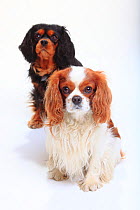 Cavalier King Charles Spaniel, blenheim on front and black-and-tan, back, sitting portrait.