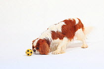 Cavalier King Charles Spaniel, blenheim, playing  with small yellow ball.
