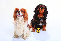 Cavalier King Charles Spaniel, blenheim on left and black-and-tan, right, with a small yellow ball.