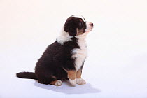 Australian Shepherd, puppy, black-tri, 6 weeks, sitting profile.