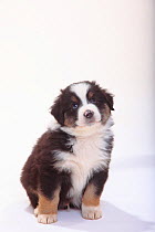 Australian Shepherd, black-tri puppy, 6 weeks, portrait.