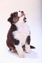 Australian Shepherd, puppy, black-tri, 6 weeks, sitting, looking up with one paw slightly off the ground.