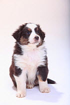 Australian Shepherd, puppy, black-tri, 6 weeks, sitting portrait.