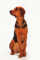Ogar Polski / Polish Hound, short haired bitch, sitting portrait with head turned to the side.