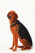 Ogar Polski / Polish Hound, short haired bitch, sitting profile with head turned to the front.