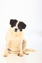 Mixed breed dog, short haired bitch, sitting portrait.