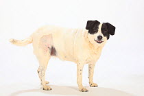 Mixed breed dog, short haired bitch, standing with leg partly sheared after surgery.