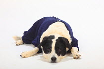 Mixed breed dog, short haired bitch, lying down wearing blue body stocking after having surgery.