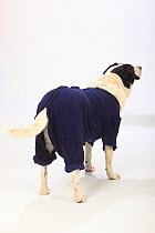 Mixed breed dog, short haired bitch, standing, view from behind, wearing blue body stocking after having surgery.