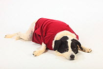 Mixed breed dog, bitch, lying down, wearing red t-shirt after having surgery.