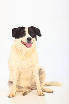Mixed breed dog, bitch, sitting portrait.