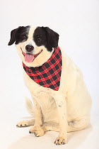 Mixed breed dog, bitch, sitting, wearing checked bandana.