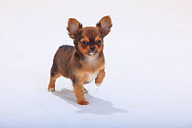Chihuahua, longhaired puppy, 9 weeks, standing with one paw up.