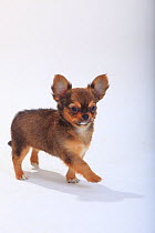 Chihuahua, longhaired puppy, 9 weeks, standing portrait.