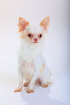 Chihuahua, longhaired, sitting portrait.