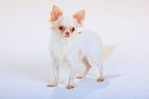 Chihuahua, longhaired, standing portrait.