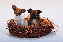 Chihuahuas, longhaired, two puppies, 9 weeks, sitting in a straw basket.
