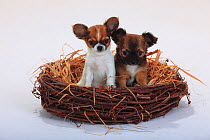 Chihuahuas, longhaired, two puppies, 9 weeks, sitting in a straw basket