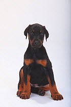 Dobermann Pinscher, puppy, 5 weeks, sitting portrait.
