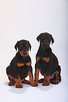 Dobermann Pinscher, two puppies, 5 weeks, sitting portrait.