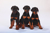 Dobermann Pinscher, puppies, 5 weeks, three sitting in a row.