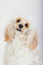 Mixed breed, white, long haired Cockerpoo /  Cockapoo dog, head portrait. Poodle Cocker spaniel cross,