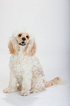 Mixed breed, white, long haired Cockerpoo /  Cockapoo dog, sitting portrait. Poodle Cocker spaniel cross