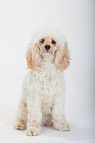 Mixed breed, white, long haired Cockerpoo /  Cockapoo dog, sitting portrait. Poodle Cocker spaniel cross,