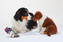 Australian Shepherd, black-tri with puppy, red-tri, 9 week, looking at each other.
