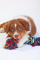 Australian Shepherd, puppy, red-tri, 9 weeks, lying down playing with rag toy.