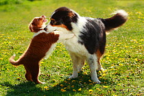 Australian Shepherd, black-tri with puppy, red-tri, 9 weeks, playing together outdoors