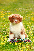 Australian Shepherd, puppy, red-tri, 9 weeks, sitting with rag toy in field
