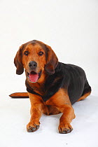 Ogar Polski / Polish Hound, short haired male, lying down portrait with tongue out.
