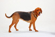 Ogar Polski / Polish Hound, short haired females, standing with tongue out.
