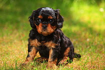 Cavalier King Charles Spaniel, puppy, black-and-tan, 6 weeks, sitting on grass.