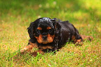 Cavalier King Charles Spaniel, puppy, black-and-tan, 6 weeks, lying down on grass.